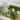 CELIMAX