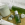 CELIMAX
